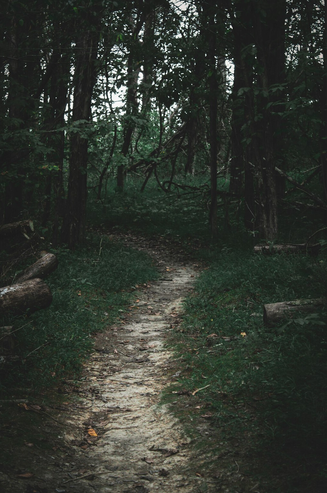 twisted path in forest